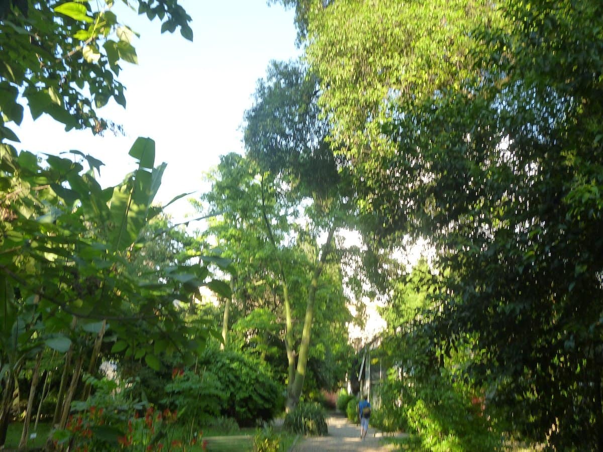 L'Orto Botanico de Rome : son jardin japonais, ses sentiers plantés et ses serres, sur les pentes du Janicule.