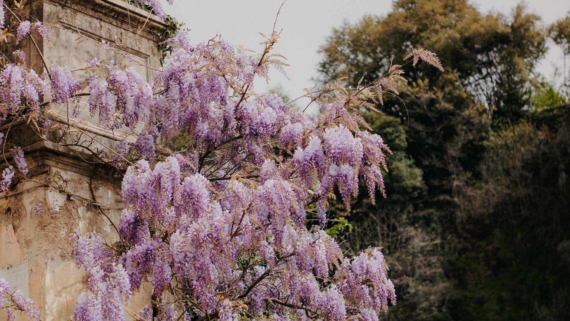 La glycine en fleur : avril est le mois des jardins romains.